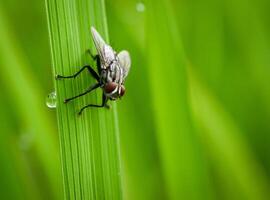 insekter flyga, ljus grön gräs med solljus foto