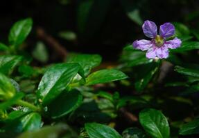 lila blommor blomma i de vår, skön rosa blommor. foto