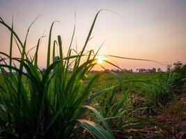 sockerrör plantager, den lantbruk tropisk växt i thailand foto