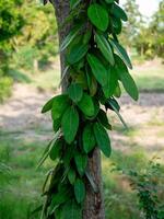 grön murgröna löv klättrande på träd i mörk skog, träd i vår i thailand. foto