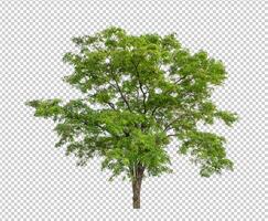 träd på transparent bakgrund med klippning väg, enda träd med klippning väg och alfa kanal foto
