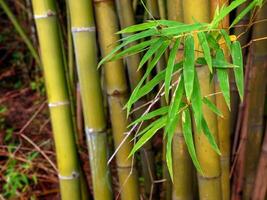 bambu löv, bambu i thailand. foto