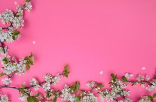 Foto av vår vit körsbär blomma träd på pastell rosa bakgrund. se från ovan, platt lägga.