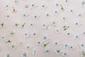 vit pastell vår blomma på Färg bakgrund . körsbär blomma blomma illustration. vår och sommar bakgrund. topp se. foto