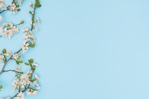 Foto av vår vit körsbär blomma träd på blå bakgrund. se från ovan, platt lägga, kopia Plats. vår och sommar bakgrund. körsbär blomma på en blå bakgrund