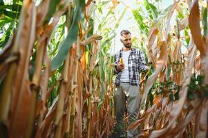 framgångsrik agriculturist i fält av majs foto