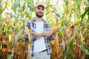 en man inspekterar en majs fält och utseende för skadedjur. framgångsrik jordbrukare och agro företag. foto