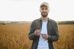 jordbrukare agronom på en sojaböna fält. jordbruks industri. foto