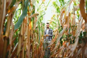 en man inspekterar en majs fält och utseende för skadedjur. framgångsrik jordbrukare och agro företag. foto