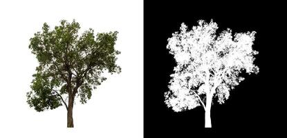träd på transparent bild bakgrund med klippning väg, enda träd med klippning väg och alfa kanal. foto