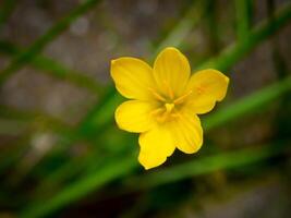 gul blommor blomning i vår skön gul blommor foto