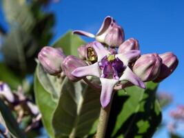 lila blommor blomma i de vår, skön rosa blommor. foto