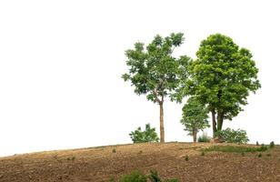 grupp av grön träd på en mound på en vit bakgrund. foto