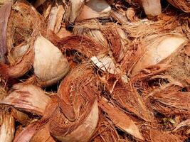 kokos spathe fiber, kokos skalar är placerad på de jord. foto