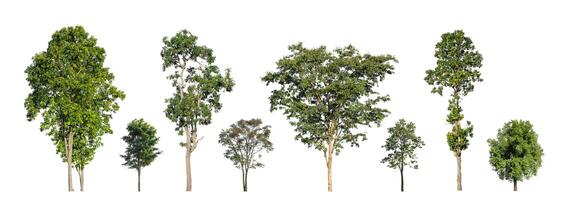 uppsättning av isolerat träd på vit bakgrund , de samling av träd foto
