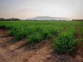 sockerrör plantager, den lantbruk tropisk växt i thailand foto