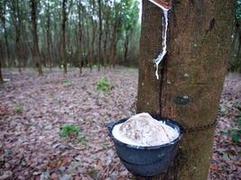 sudd träd trunk, sudd plantage thailand foto