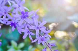 sandpapper vin, lila krans eller drottningar krans eller lila blomma foto