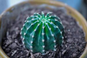 echinopsis oxygona, echinopsis regnbåge skurar eller echinobivia hybrid regnbåge skurar eller echinopsis calochlora, goloden echinopsis kalochlora foto