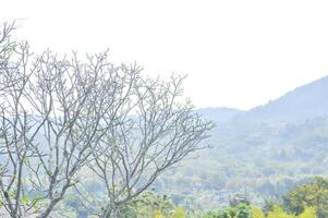 frangipani eller pagod träd och berg foto