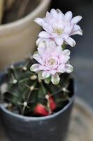 Gymnocalycium ,gymnokalycium mihanovichii eller Gymnocalycium mihanovichii brokig med blomma eller kaktus blomma foto