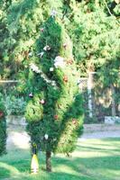 jul dag eller jul dekoration , jul boll på tall träd eller boll och stjärna dekoration på tall träd foto
