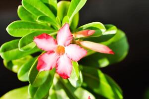 öken- reste sig, apocyaceae eller adenium obesum eller falsk azalea eller rosabignonia eller impala lilja foto