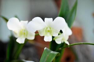 orkide eller vit orkide , orchidaceae eller dendrobium sp foto