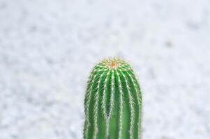 euphorbia canariensis var spiralis, euphorbia canariensis f viridis eller euphorbia tribuloider eller kaktus foto