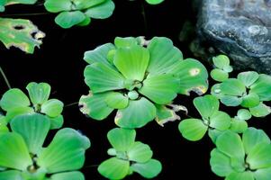 pistia eller pistia stratiotes eller vatten hyacint foto