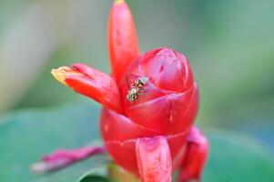 geting på costus speciosus, crape ingefära eller malaysiska ingefära eller spiral flagga eller cheilocostus speciosus, costaceae eller sockerrör vass foto