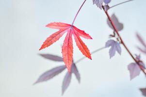 lönn blad, lönn löv eller grön blad eller acer sackarum kärr eller röd löv foto