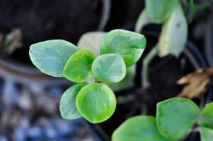 peperomia obtusifolia, bebis sudd växt eller peppar ansikte eller piperaceae foto