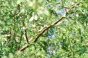 tamarindus indica jag, indisk datum eller tamarind eller fabaceae eller tamarind träd och tamarind utsäde foto