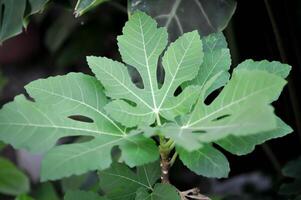 ficus carica, fikon eller allmänning fikon växt eller fikon blad foto