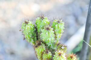 kaktus , eriocereus harrisia jusbertii eller kaktus eller saga slott eller cereus peruvianus eller mammillaria foto