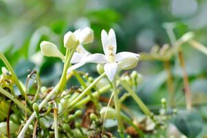 kork träd, indisk kork träd eller millingtonia hortensis linn eller Bignoniaceae eller vit blomma foto