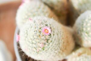 mammillaria carmenae , mammillaria eller kaktus eller saftig eller mammillaria carmenae med rosa blomma foto