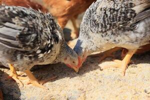 en grupp av ung kycklingar och grå, vit, röd tuppar är gående i de by gård, hackning på mat. kycklingar Bakom en staket picka på mat utomhus på en sommar dag. foto