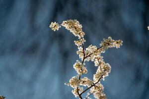 blommande körsbärsträd foto