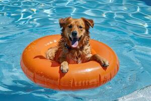 hund flytande i simning slå samman i uppblåsbar ringa på sommar semester. söt sällskapsdjur på en promenad. härlig hund i slå samman foto