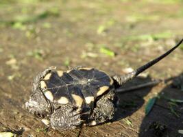 bebis europeisk damm sköldpadda på mänsklig finger foto