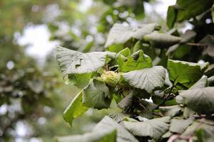 skön hasselnöt på träd med leafs närbild foto