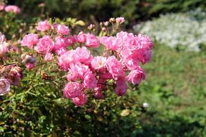 skön rosa reste sig blommor i trädgård foto