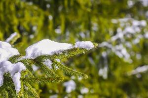 snö täckt gran träd grenar utomhus. foto