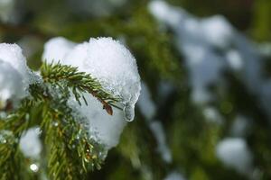 snö täckt gran träd grenar utomhus. foto