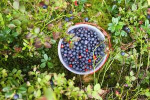 vild blåbär i sommar skog. foto