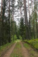 tall träd i sommar skog. foto