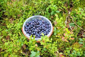 vild blåbär i sommar skog. foto