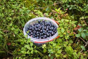 vild blåbär i sommar skog. foto